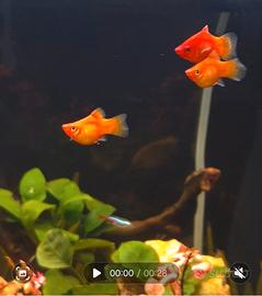 Platy Red Coral