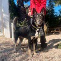 Giove mix pastore tedesco 2 anni