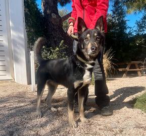 Giove mix pastore tedesco 2 anni