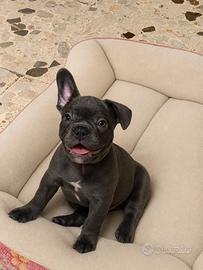 Bulldog Francese (prezzo trattabile)