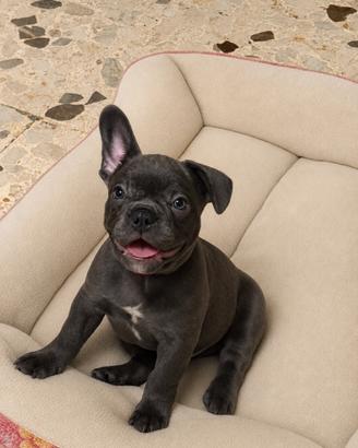 Bulldog Francese (prezzo trattabile)