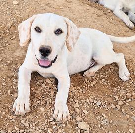 Charlie,cucciolo dolcissimo,in canile