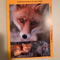 Libro tassidermia mammiferi imbalsamazione volpe