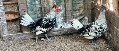 Coppietta Appenzeller