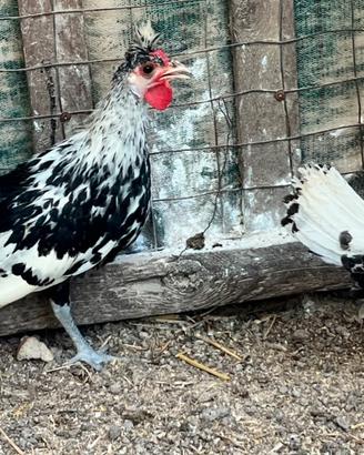 Coppietta Appenzeller