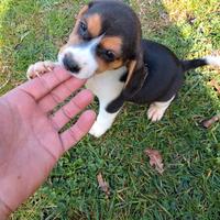 Cuccioli Beagle tricolore