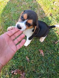 Cuccioli Beagle tricolore