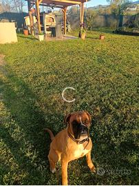Boxer femmina di un annoregalo