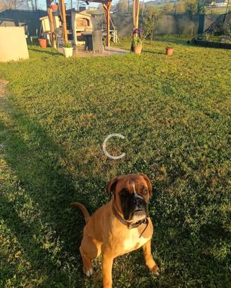 Boxer femmina di un annoregalo