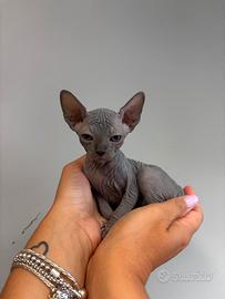 Sphynx femmine disponibili - Sassari