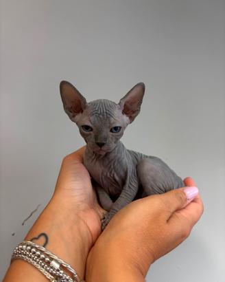Sphynx femmine disponibili - Sassari