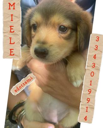 MIELE: cucciola