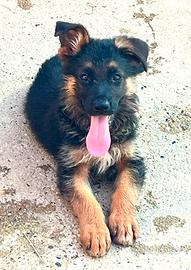 cuccioli pastore tedesco 