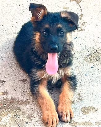 cuccioli pastore tedesco