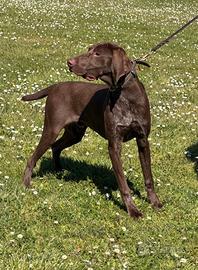 Kurzhaar