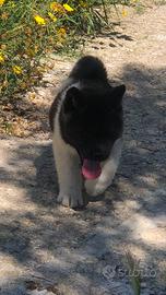 Akita Americano Cuccioli