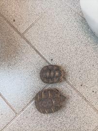 Tartarughe