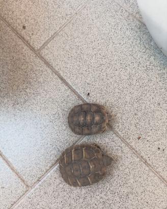 Tartarughe