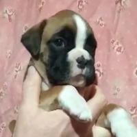 Boxer cuccioli