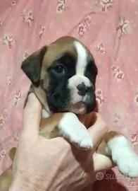 Boxer cuccioli