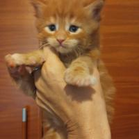 MAINECOON con pedigree