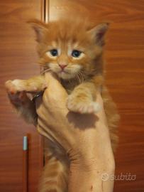 MAINECOON con pedigree