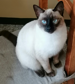 Gattina siamese