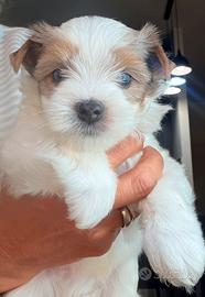 Biewer Yorkshire terrier