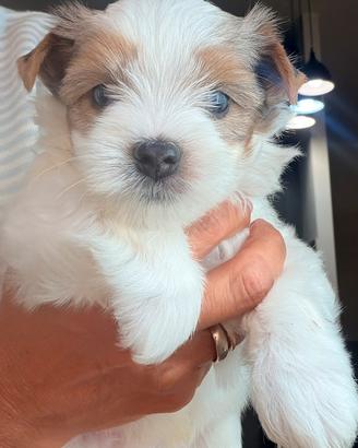Biewer Yorkshire terrier