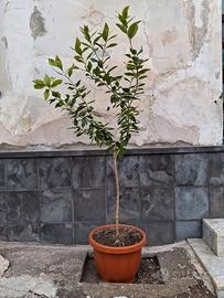 Piante limoni quattro stagioni