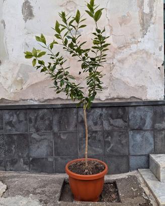 Piante limoni quattro stagioni