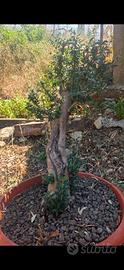 Bonsai olivastro