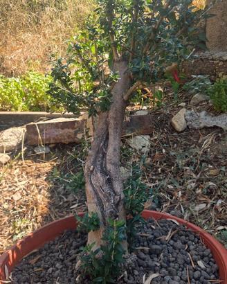 Bonsai olivastro