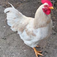 Gallo incrocio con australorp