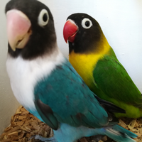 Coppia insep mascherato verde x blu