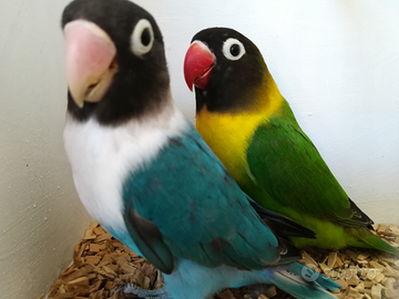 Coppia insep mascherato verde x blu