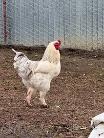 Gallo incrocio Brahma