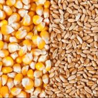 Grano,Mais,Soia,Girasole,Crusca- Mangime animale
