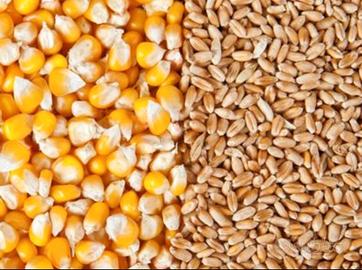 Grano,Mais,Soia,Girasole,Crusca- Mangime animale