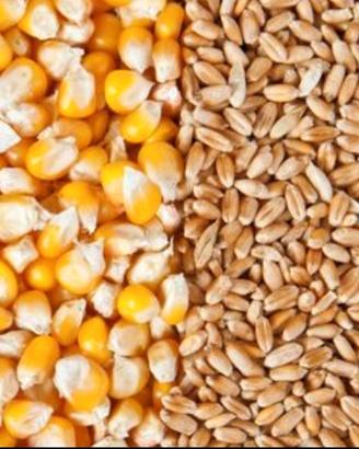 Grano,Mais,Soia,Girasole,Crusca- Mangime animale