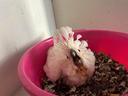 cacatua-bianco-ed-altri-pappagalli