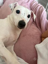 Jack russel femmina un anno e mezzo