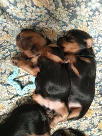 yorhier terrier razza Media 