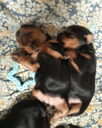 yorhier terrier razza Media 