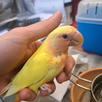 Inseparabili allevati a mano