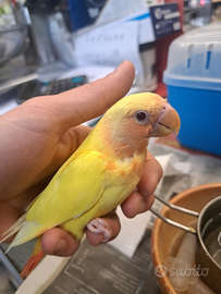 Inseparabili allevati a mano