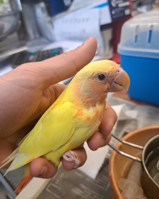 Inseparabili allevati a mano