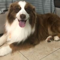 Cuccioli Pastore Australiano