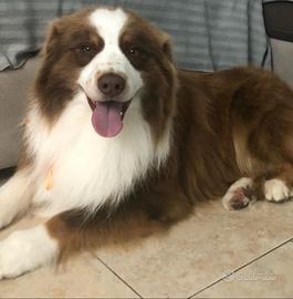 Cuccioli Pastore Australiano