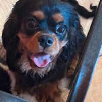 Cavalier King Charles Spaniel